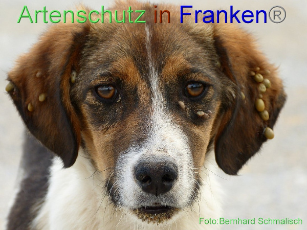 Bild zum Eintrag (1146252-160)
