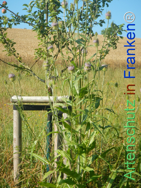 Bild zum Eintrag (1146300-160)