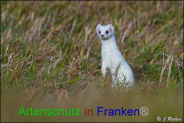 Bild zum Eintrag (1146318-160)