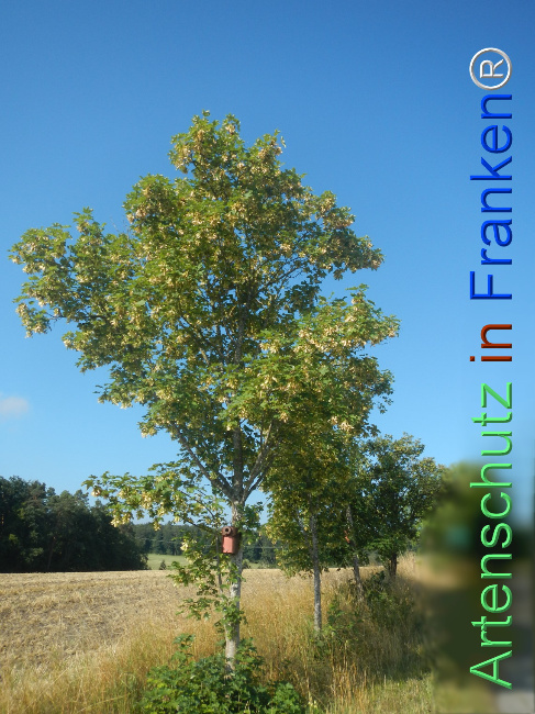 Bild zum Eintrag (1146413-160)