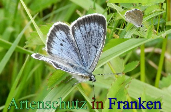 Bild zum Eintrag (1146520-160)