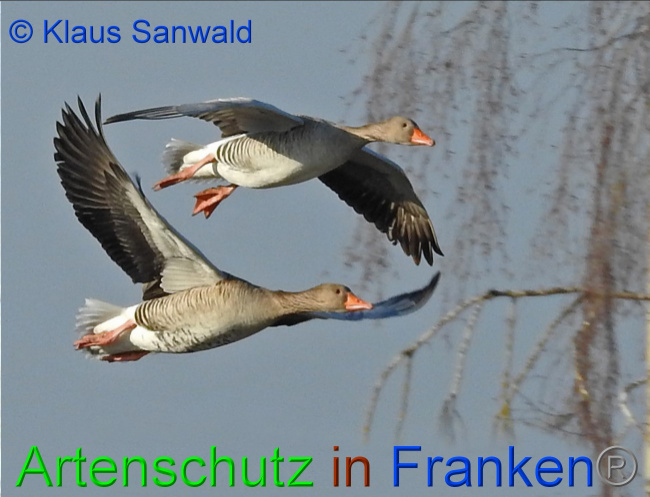 Bild zum Eintrag (1146617-160)