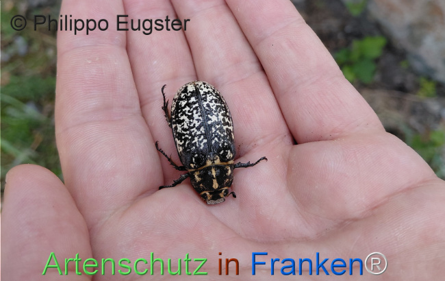 Bild zum Eintrag (1146626-160)