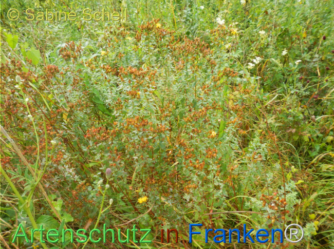 Bild zum Eintrag (1146656-160)