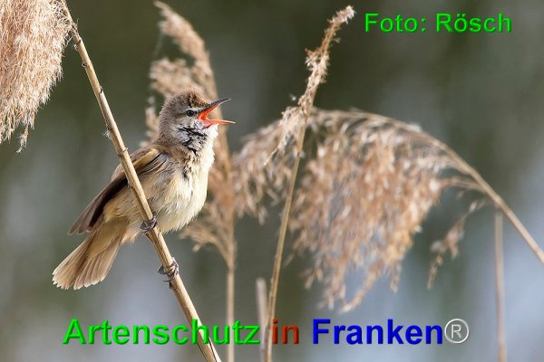 Bild zum Eintrag (1146769-160)