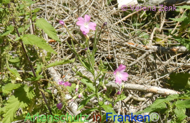 Bild zum Eintrag (1146834-160)