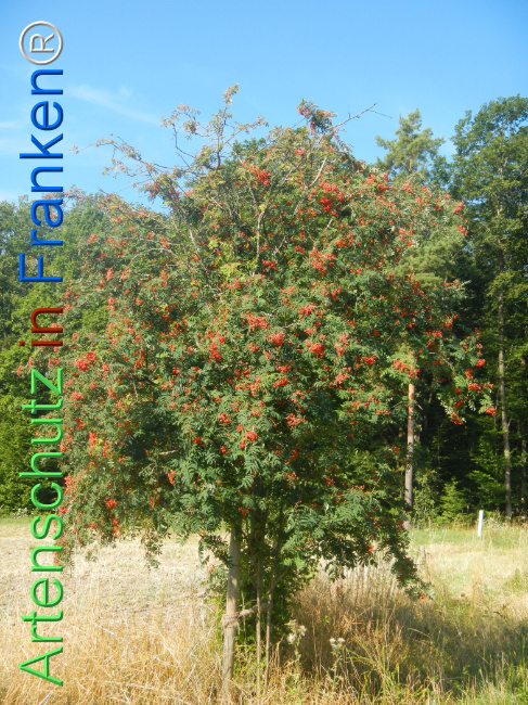 Bild zum Eintrag (1146925-160)