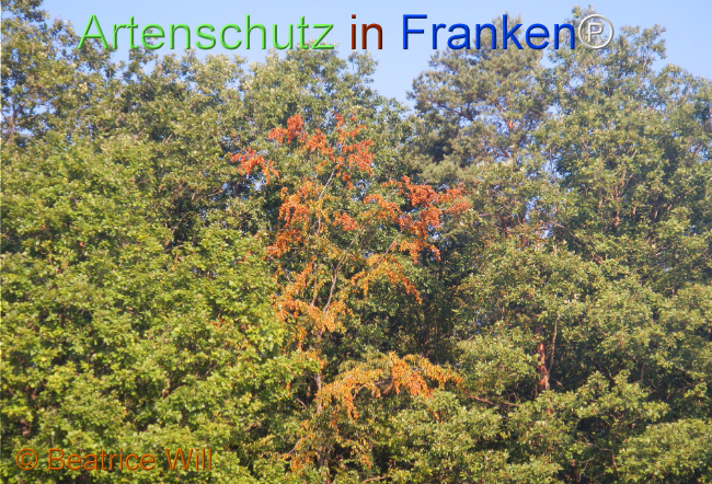 Bild zum Eintrag (1146932-160)