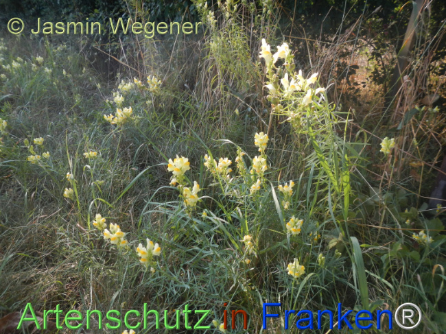 Bild zum Eintrag (1146950-160)