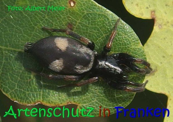 Bild zum Eintrag (1146962-160)