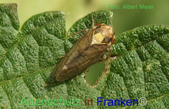 Bild zum Eintrag (1146976-160)