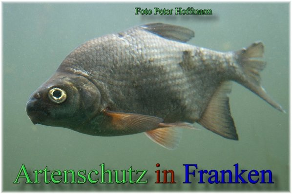 Bild zum Eintrag (1147026-160)