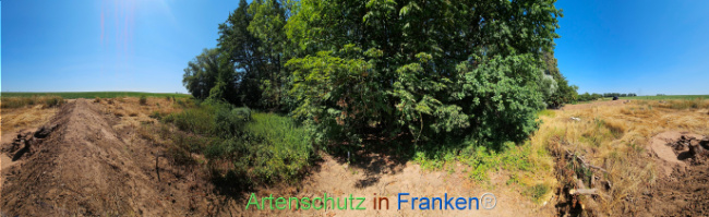Bild zum Eintrag (1147042-160)