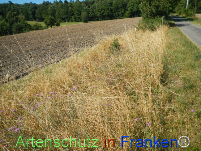 Bild zum Eintrag (1147126-160)