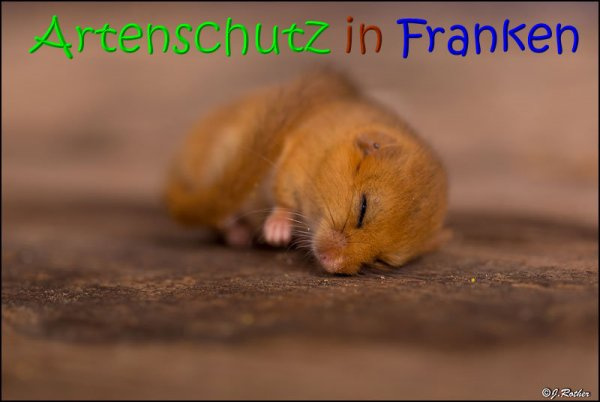 Bild zum Eintrag (1147327-160)
