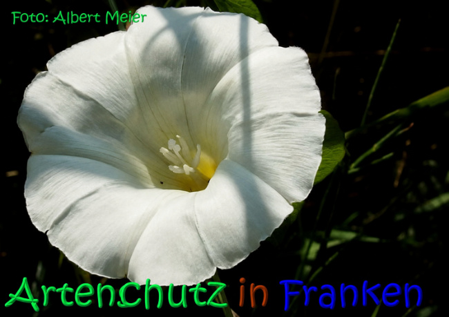 Bild zum Eintrag (1147400-160)