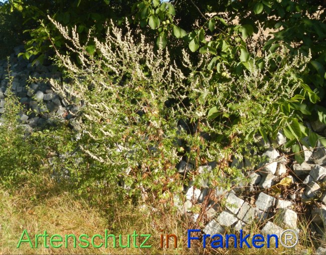 Bild zum Eintrag (1147417-160)