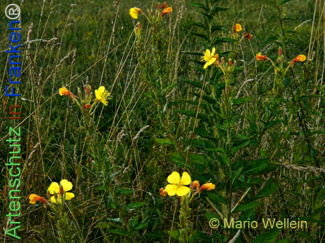 Bild zum Eintrag (1147473-160)