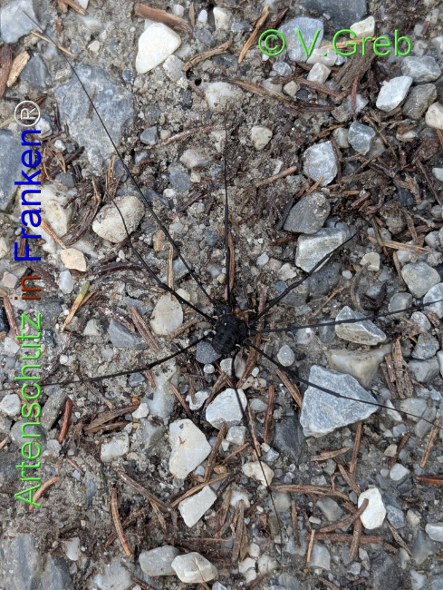 Bild zum Eintrag (1147522-160)