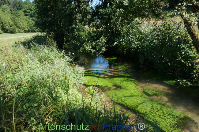 Bild zum Eintrag (1147558-160)