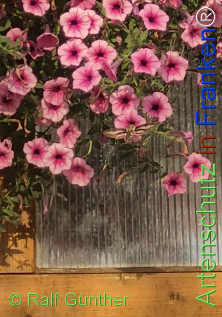 Bild zum Eintrag (1147688-160)