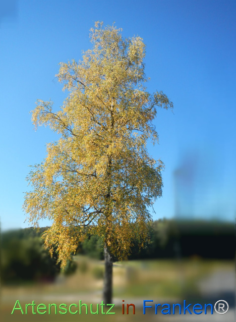 Bild zum Eintrag (1147829-160)