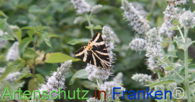Bild zum Eintrag (1147885-160)