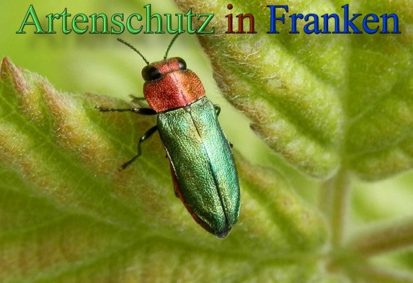 Bild zum Eintrag (1147906-160)