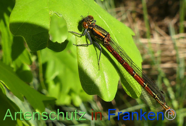 Bild zum Eintrag (1147959-160)