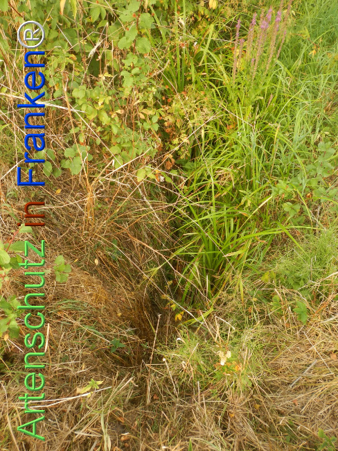Bild zum Eintrag (1148014-160)