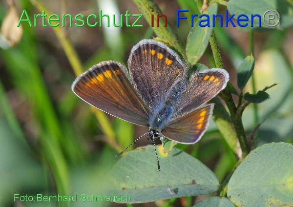 Bild zum Eintrag (1148069-160)