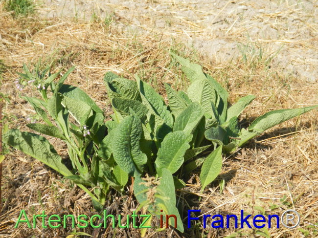 Bild zum Eintrag (1148075-160)