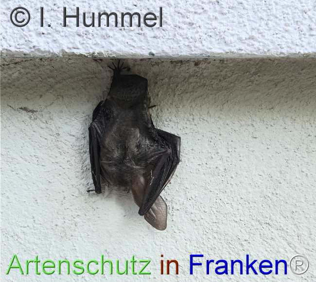 Bild zum Eintrag (1148269-160)