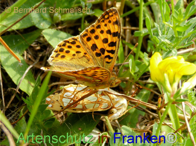 Bild zum Eintrag (1148285-160)