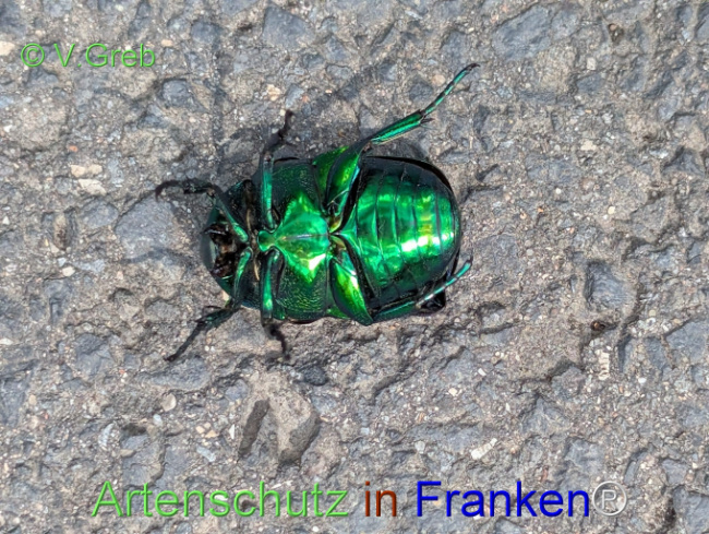 Bild zum Eintrag (1148327-160)