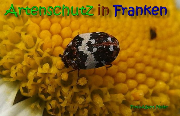 Bild zum Eintrag (1148401-160)