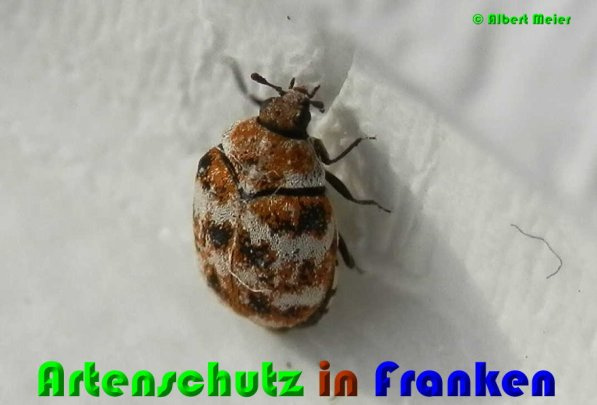 Bild zum Eintrag (1148411-160)