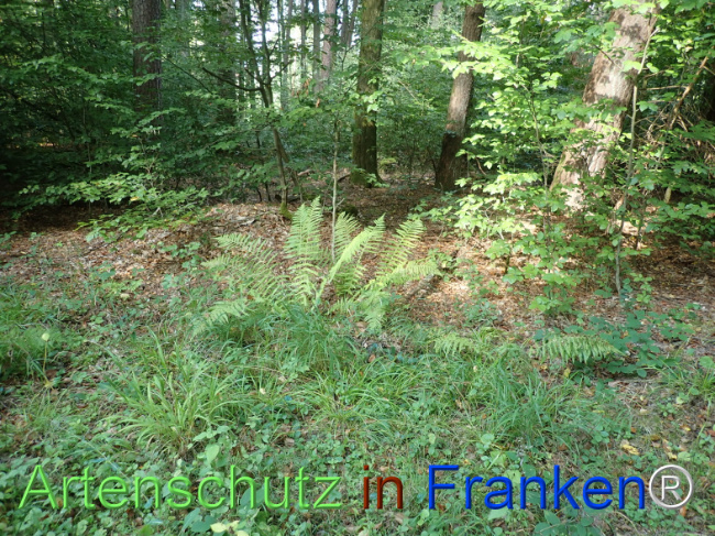 Bild zum Eintrag (1148446-160)