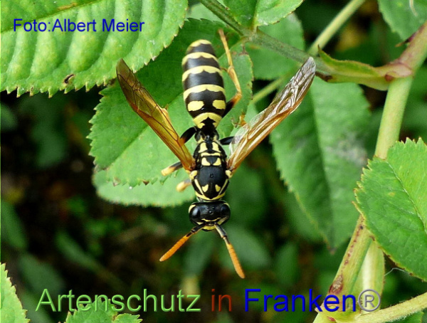 Bild zum Eintrag (1148515-160)