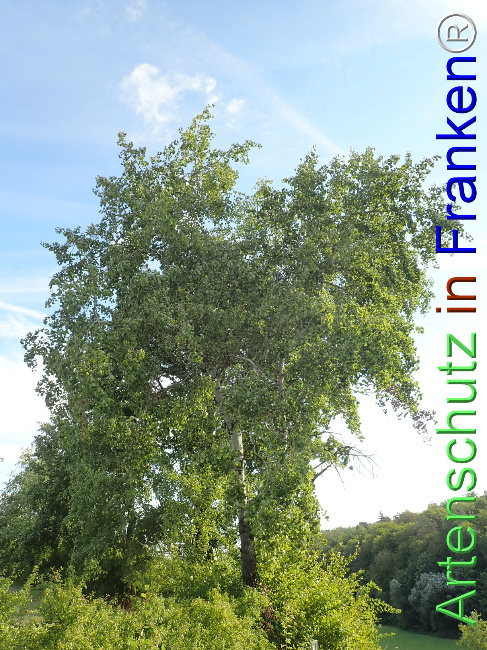 Bild zum Eintrag (1148682-160)
