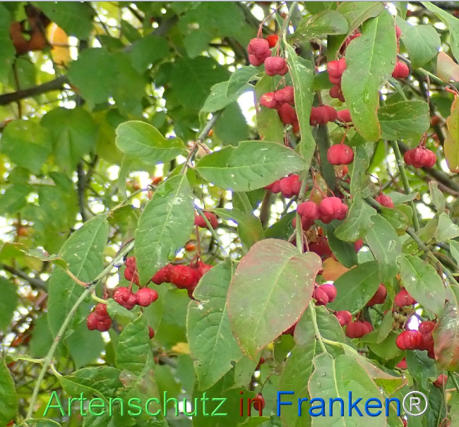 Bild zum Eintrag (1148711-160)