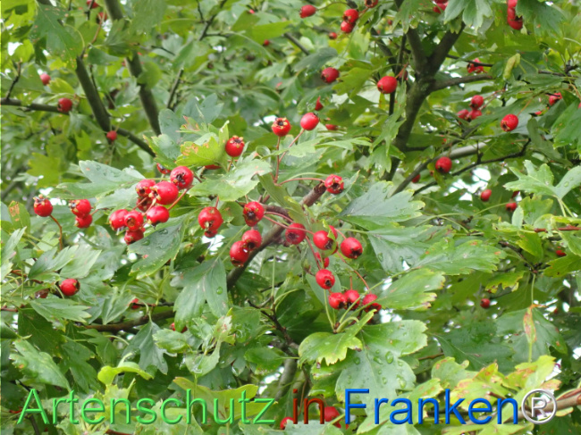 Bild zum Eintrag (1148726-160)