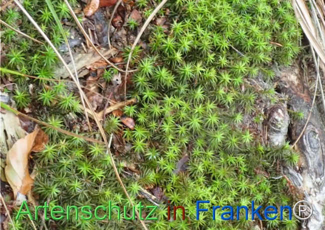 Bild zum Eintrag (1148740-160)
