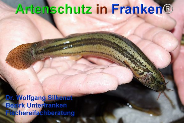 Bild zum Eintrag (1148787-160)