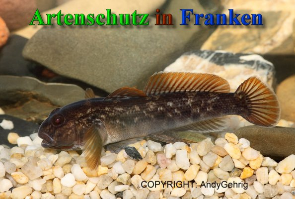 Bild zum Eintrag (1148822-160)