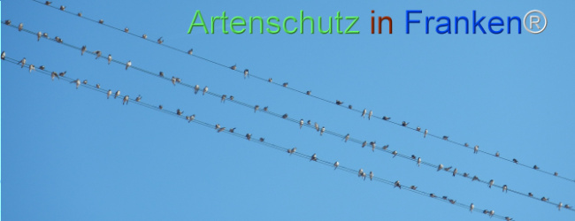Bild zum Eintrag (1148825-160)