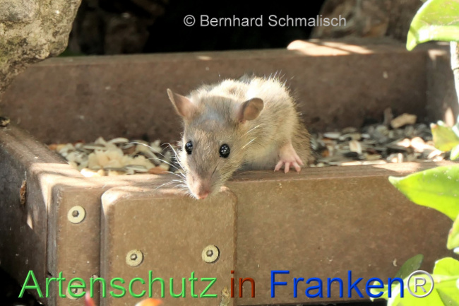 Bild zum Eintrag (1148975-160)