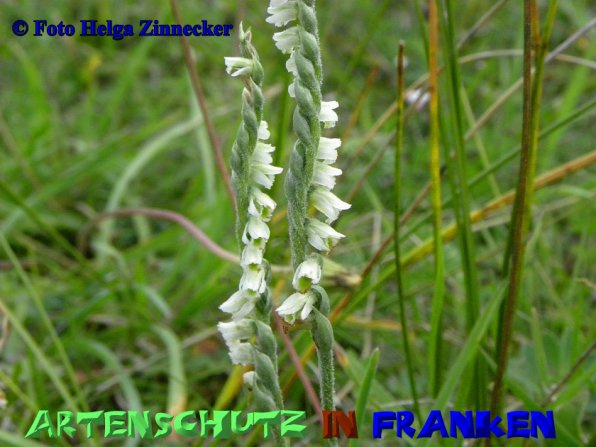 Bild zum Eintrag (1148980-160)