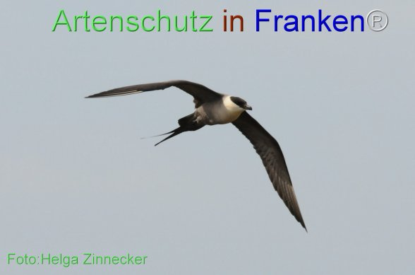 Bild zum Eintrag (1149020-160)