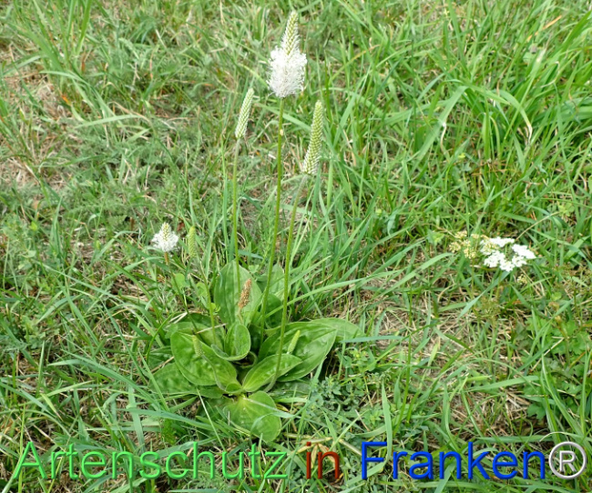 Bild zum Eintrag (1149249-160)